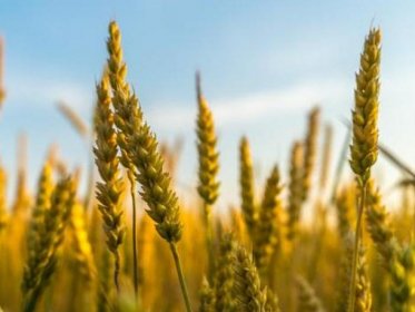 NOBALwheat - nauji kviečių selekcijos metodai tvaraus maisto sistemai Šiaurės-Baltijos regione
